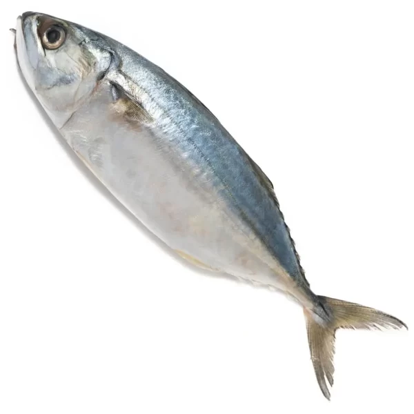 Bangda mackerel