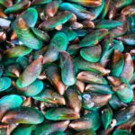 Mussels (शिंपले) Mussels