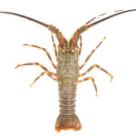 Lobster