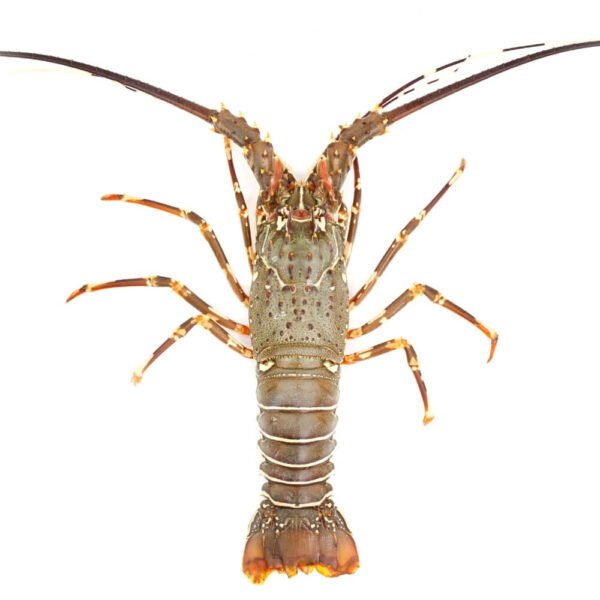 Lobster - Bombay Fresh Fish
